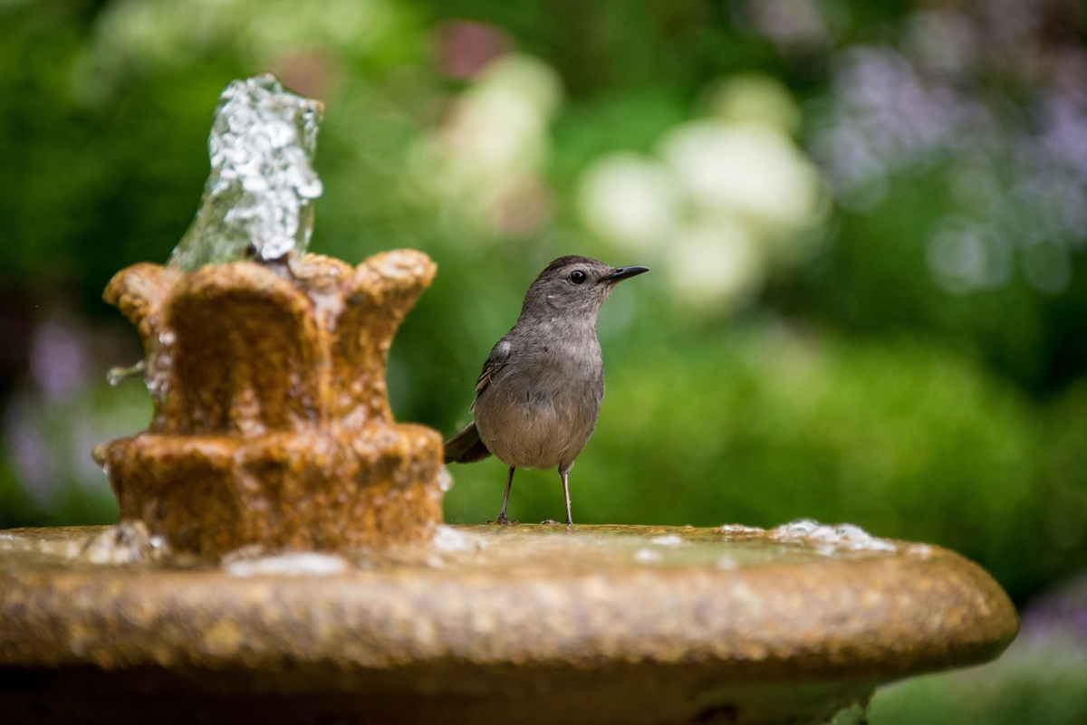 How to Keep Your Water Feature Clean